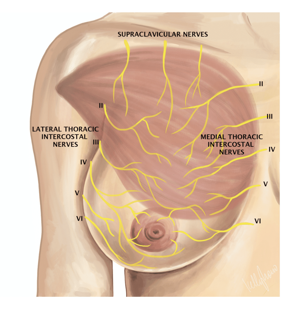 Diagram of the nerves in the breast