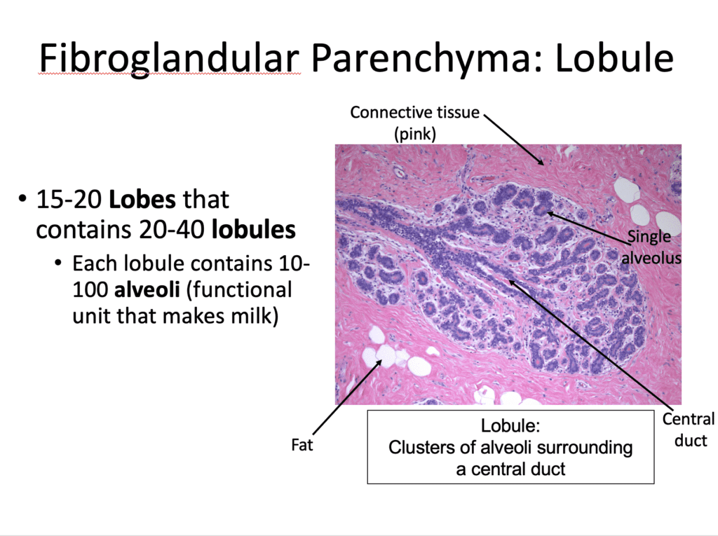 Fibroglandular Parenchyma: Lobule