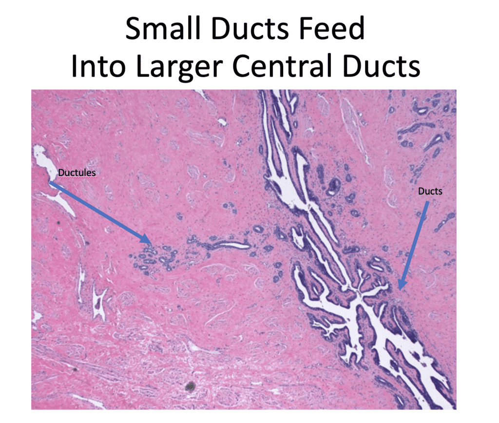 Countless ducts and ductules!