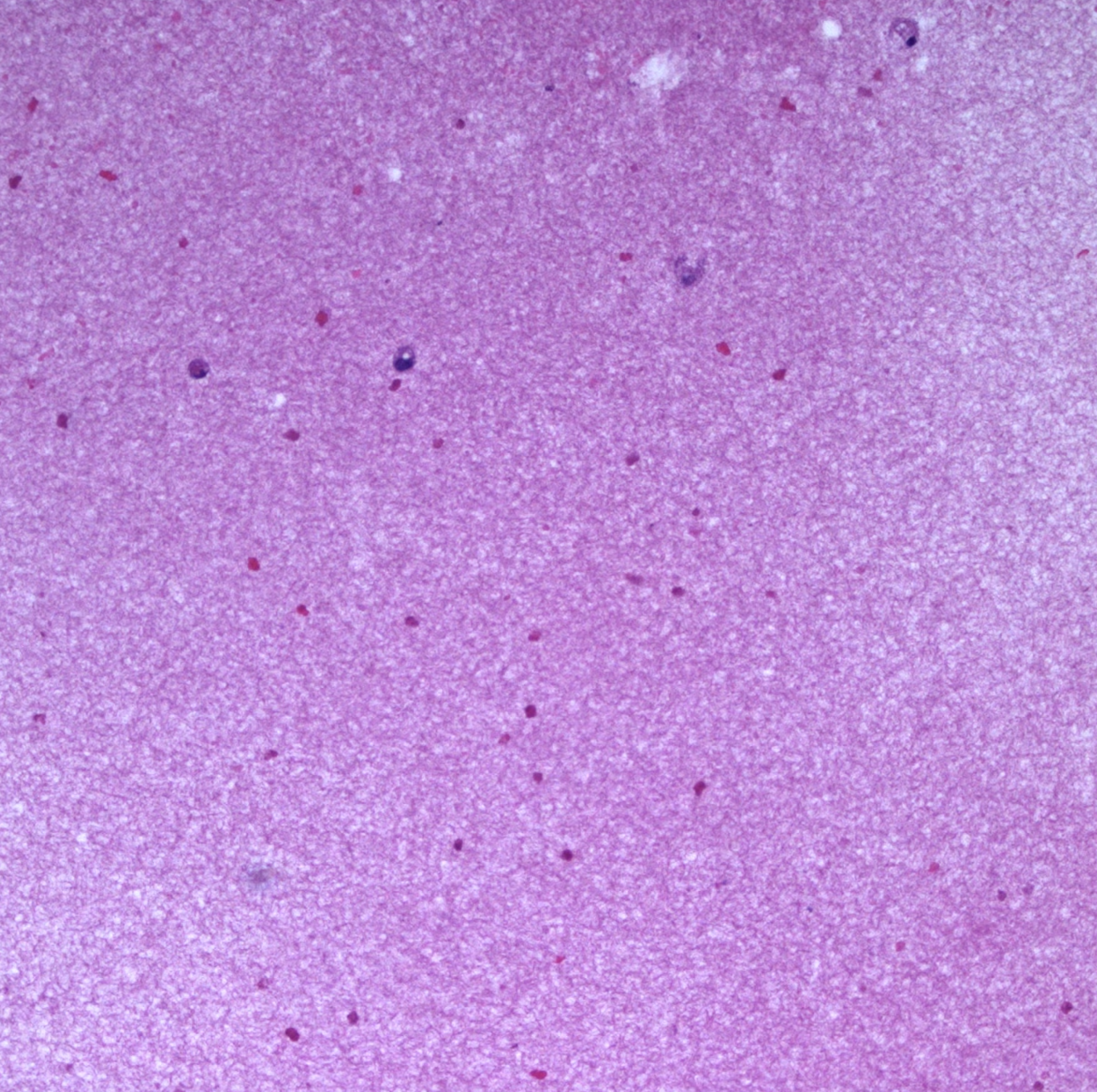 Colostrum under the microscope