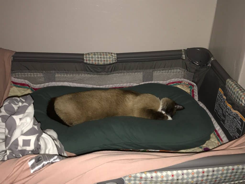 Cat in baby crib because baby wants to be with mom!