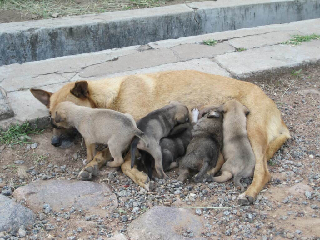 Dogs nursing at my apartment in Tanzania
