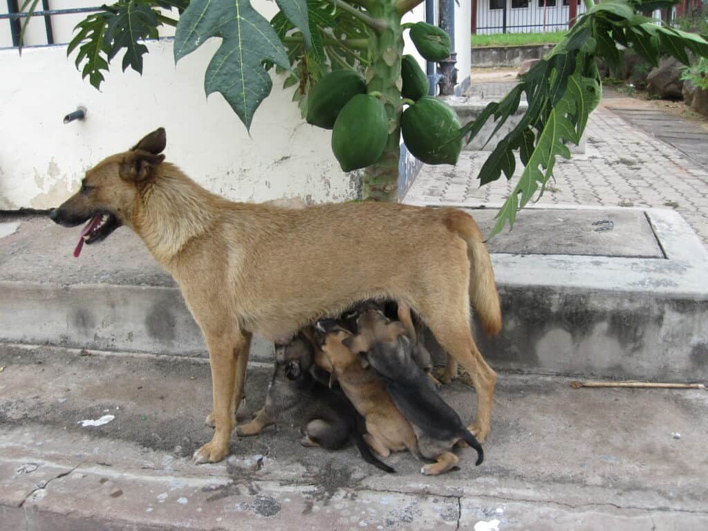 Pups at my apartment in Tanzania