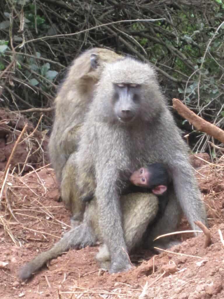 Baboon nursing in Botswana