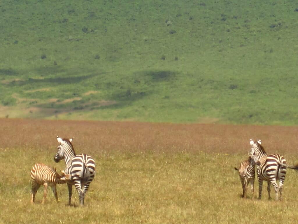 Zebra nursing in Kenya