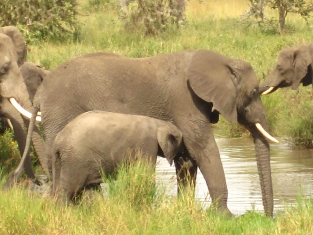 Elephant calf nursing in Tanzania.