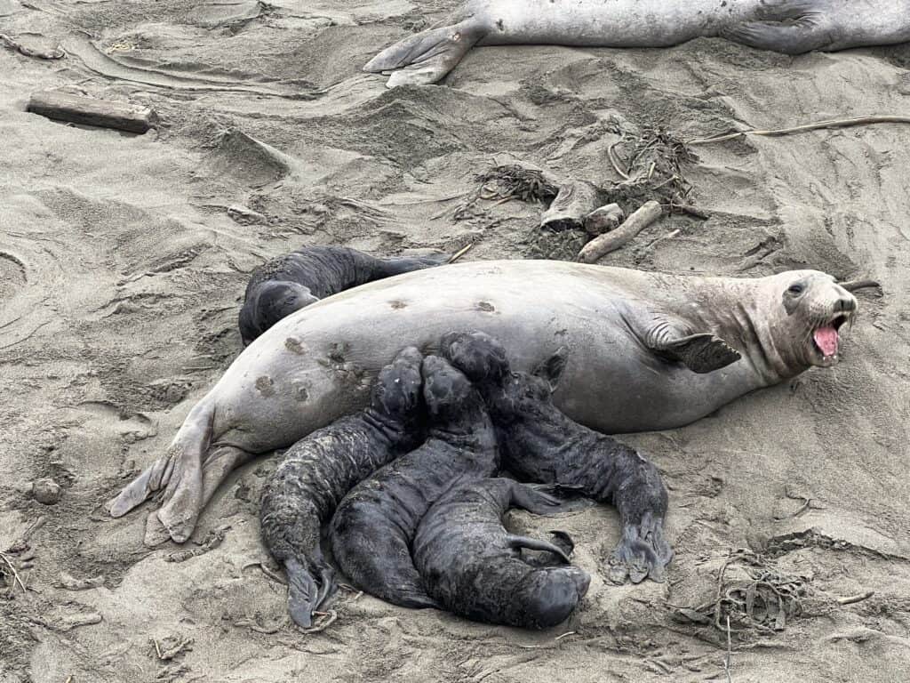 Elephant seal nursing her pup and some friends too!