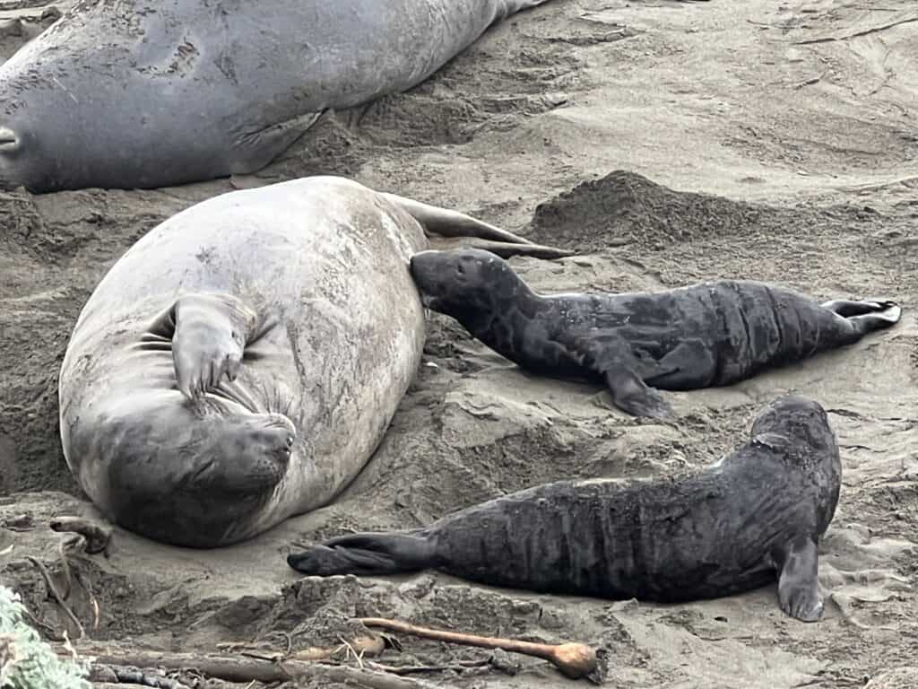 Elephant seals have milk that is 60% fat and pups nurse for 28 days before mom returns to sea.