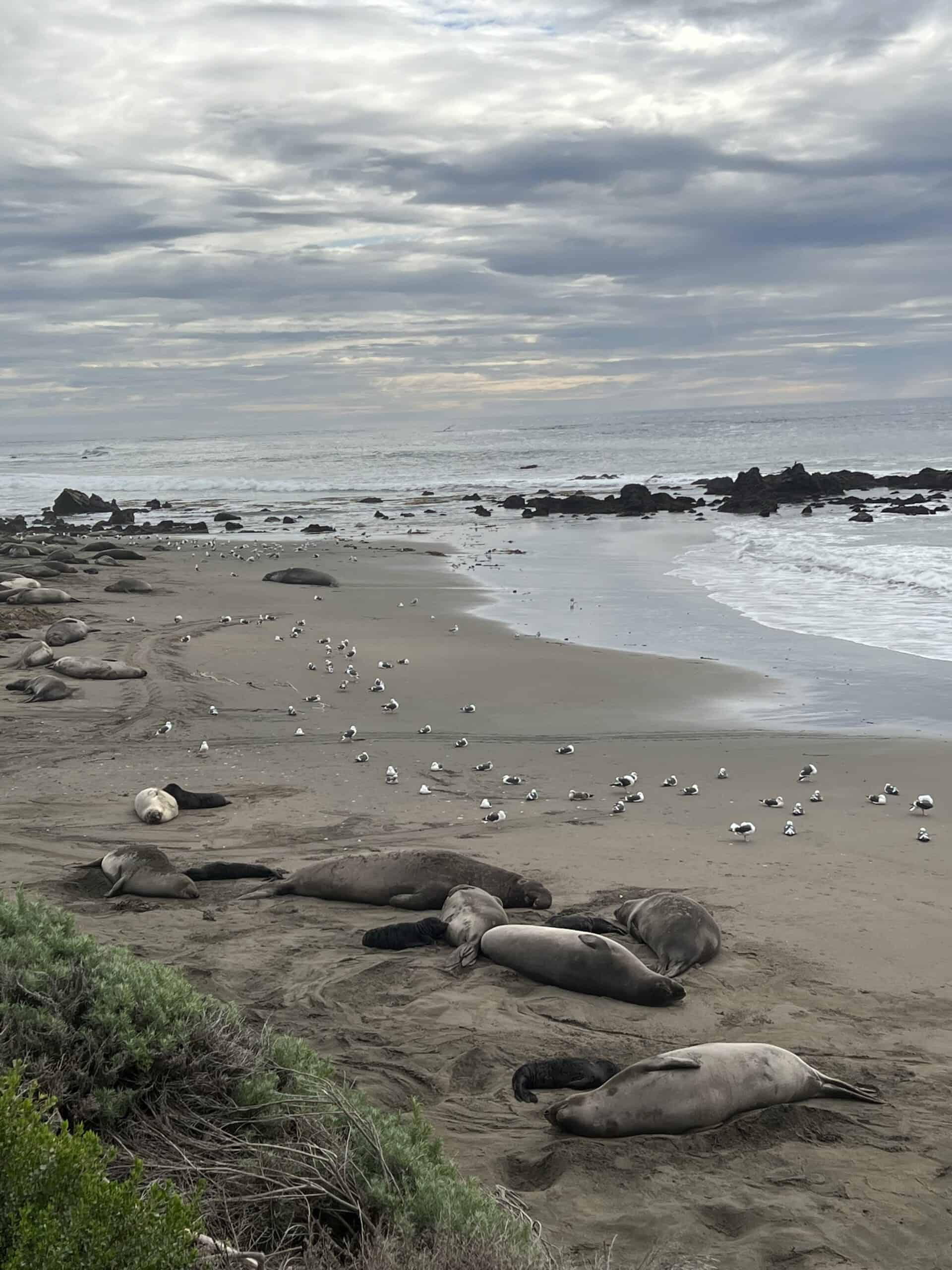 Elephant seals nursing at Piedras Blancas, CA