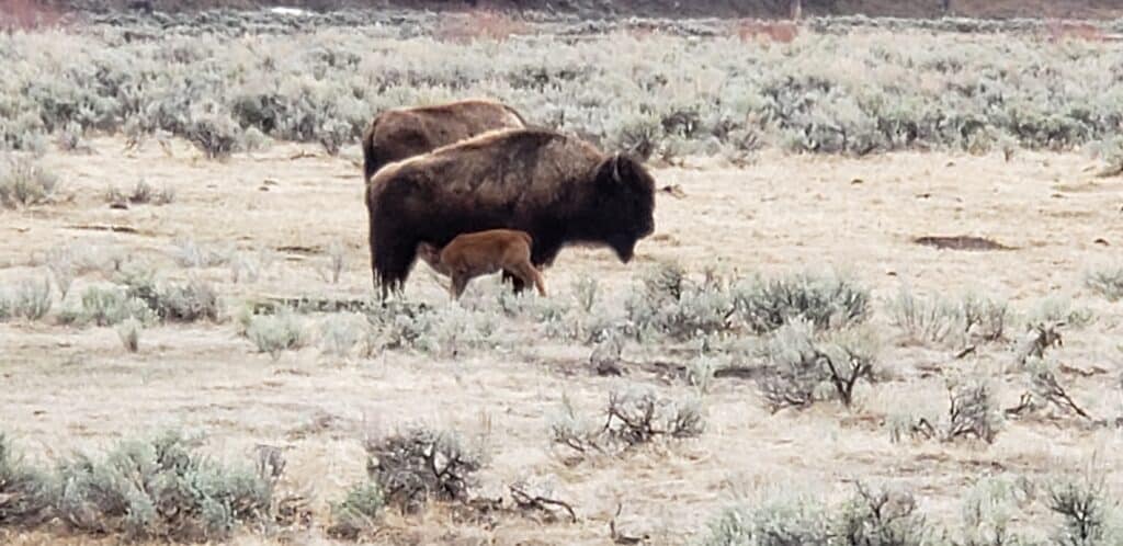 Bison nursing in Yellowstone (Nan Dahlquist)