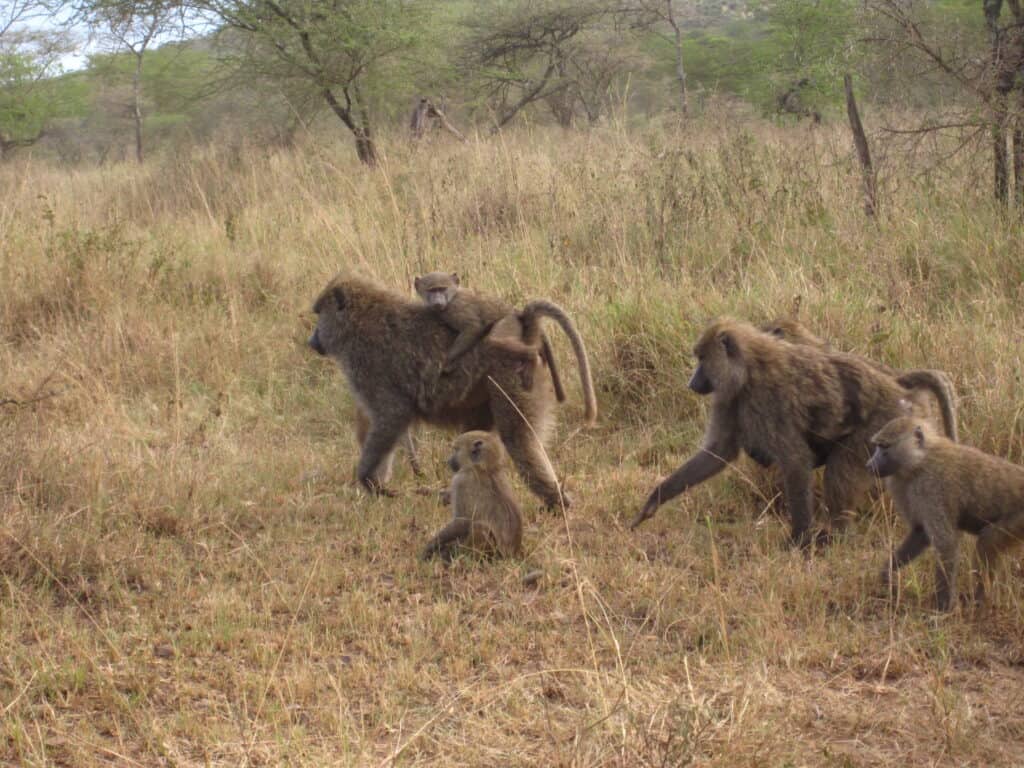 We are carry mammals