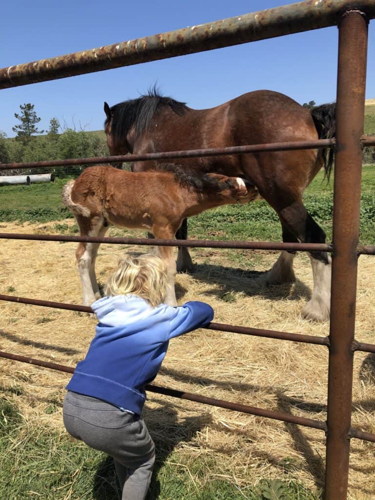 Watching a young horse nursing.