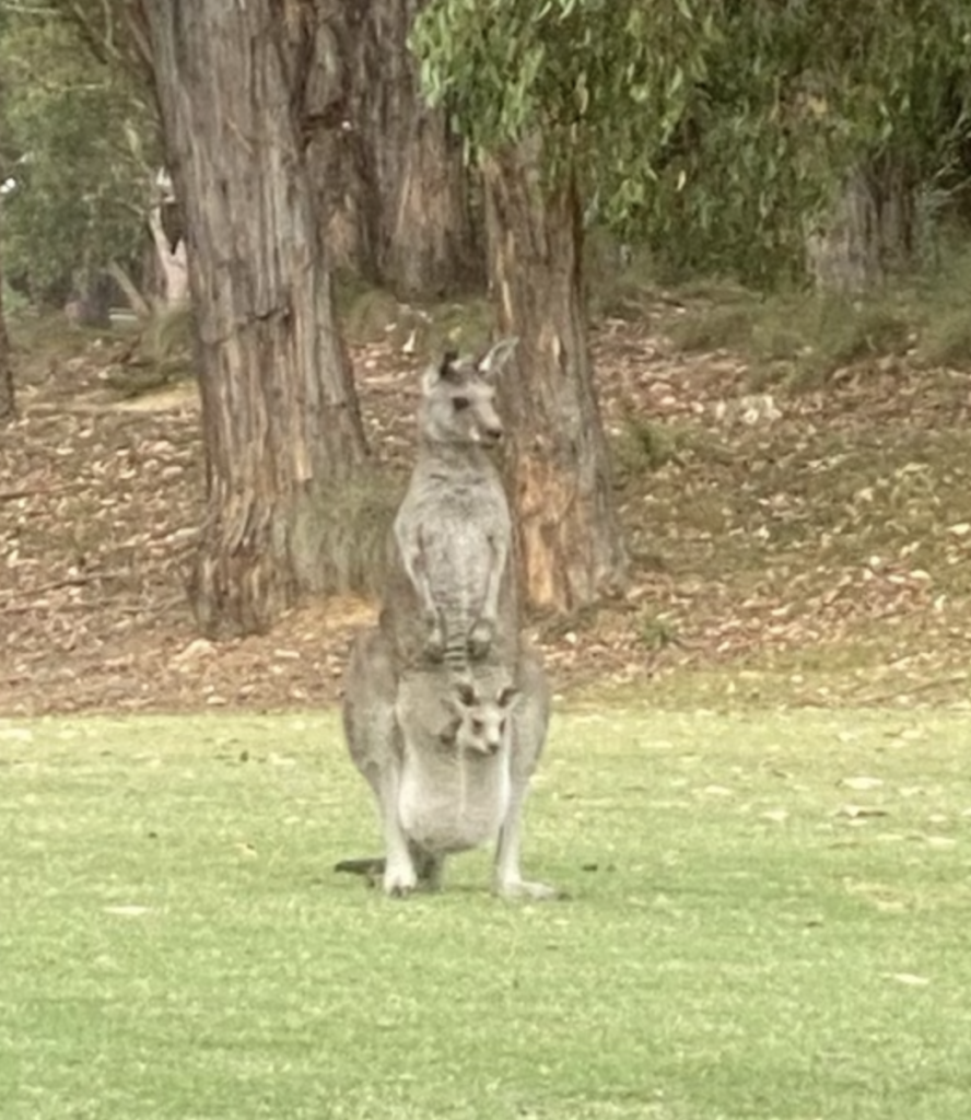 Not a nursing photo, but the best baby-wearing photo (kangaroo and joey from Tracey Davey, Australia).