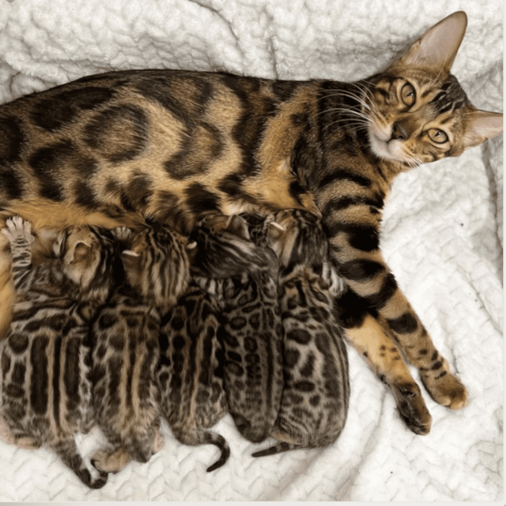 Bengal cat nursing