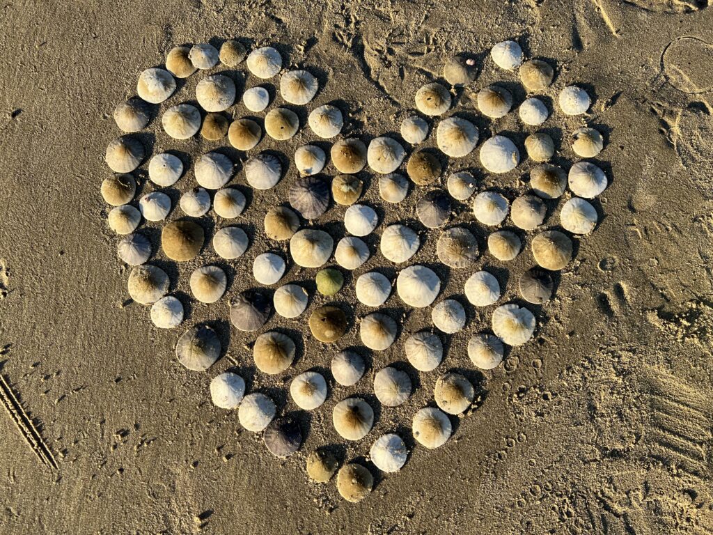 Sand dollar heart