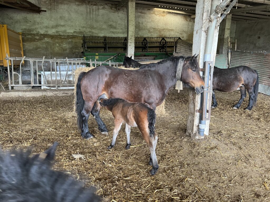 Jaca Navarra, a small horse breed found in the northern Spain Basque region, is in danger of extinction.