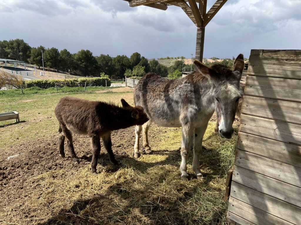 Donkey nursing in Spain