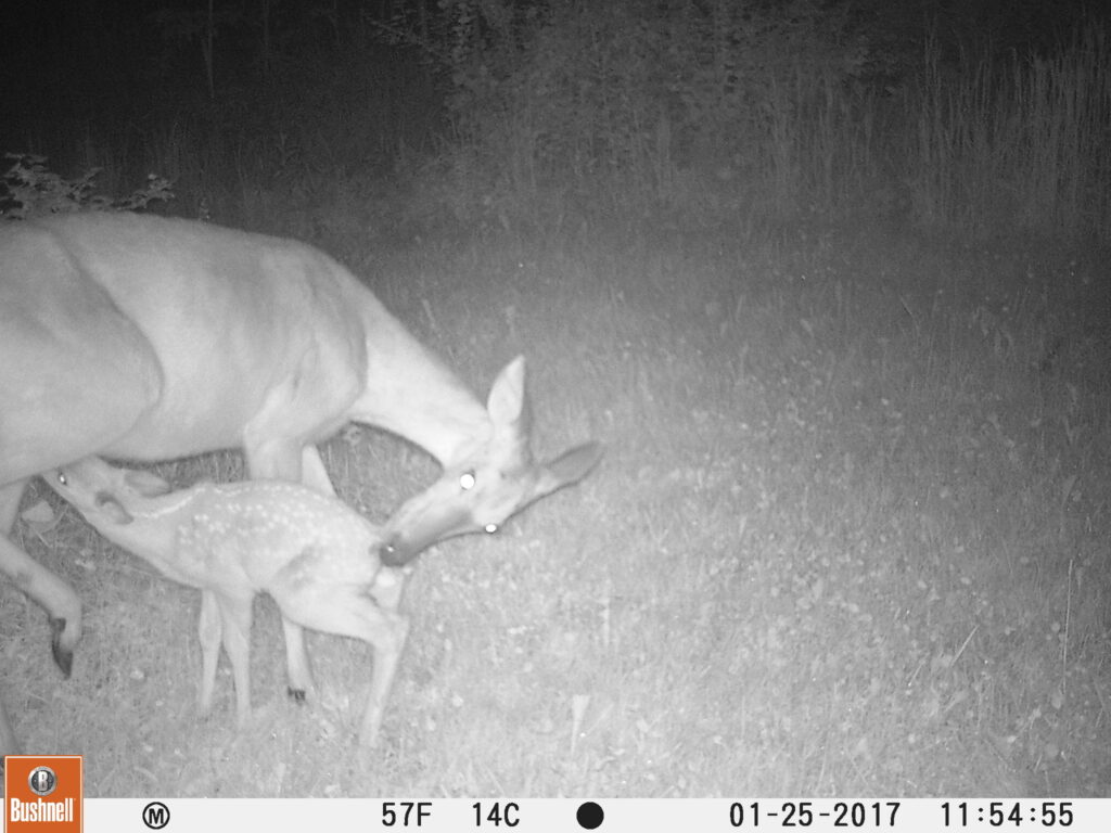 Fawn nursing in Wisconsin