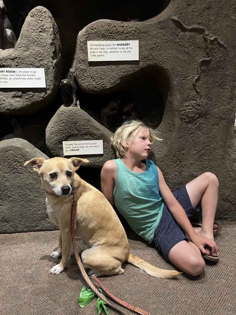 Prairie dogs nurse all pups, not just their own