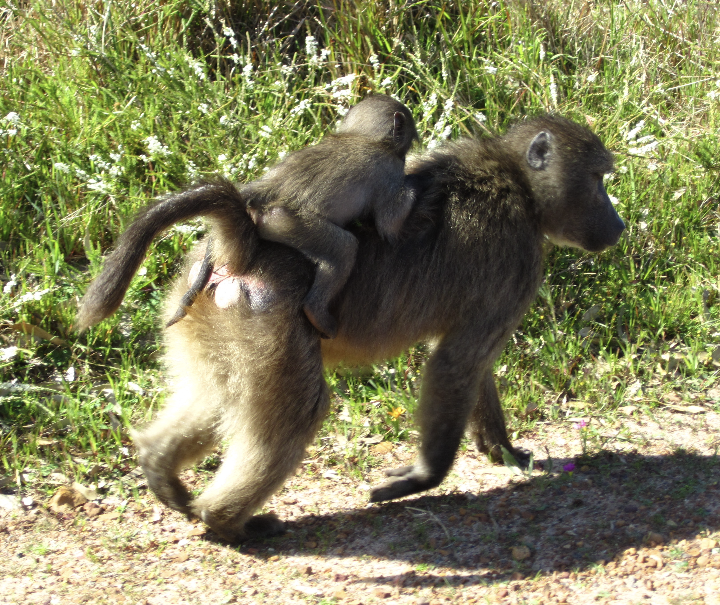 Baboon carrying mammal