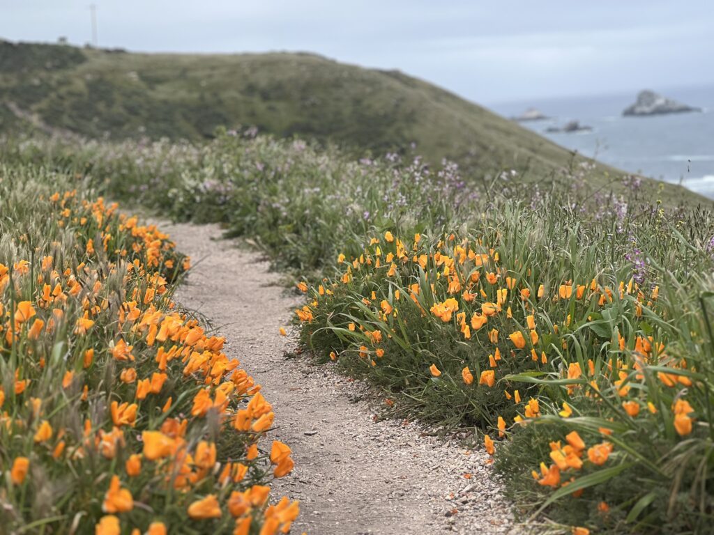 Superbloom California