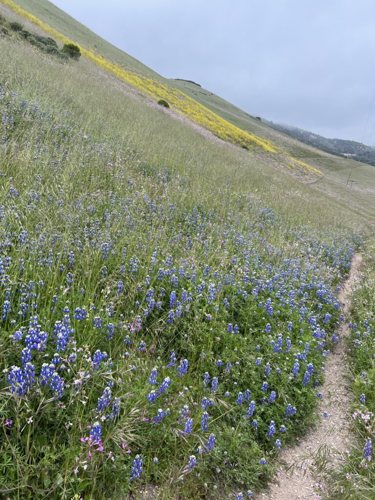 Superbloom California