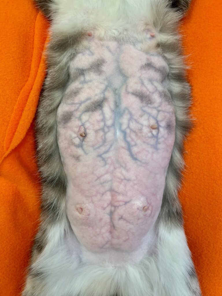 Cat mammary glands after getting spayed