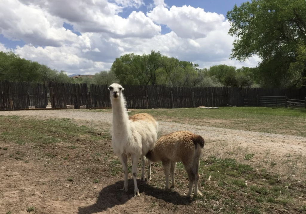 Alpaca nursing