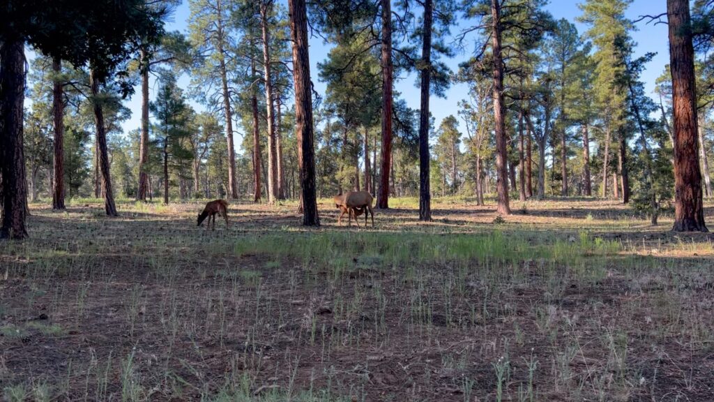 My son spotted this beautiful mama elk and her baby calf nursing when we were camping in Grand Canyon National Park this summer.