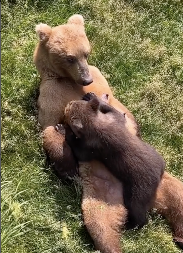 Autumn Schrock (@autpops) at Katmai National Park