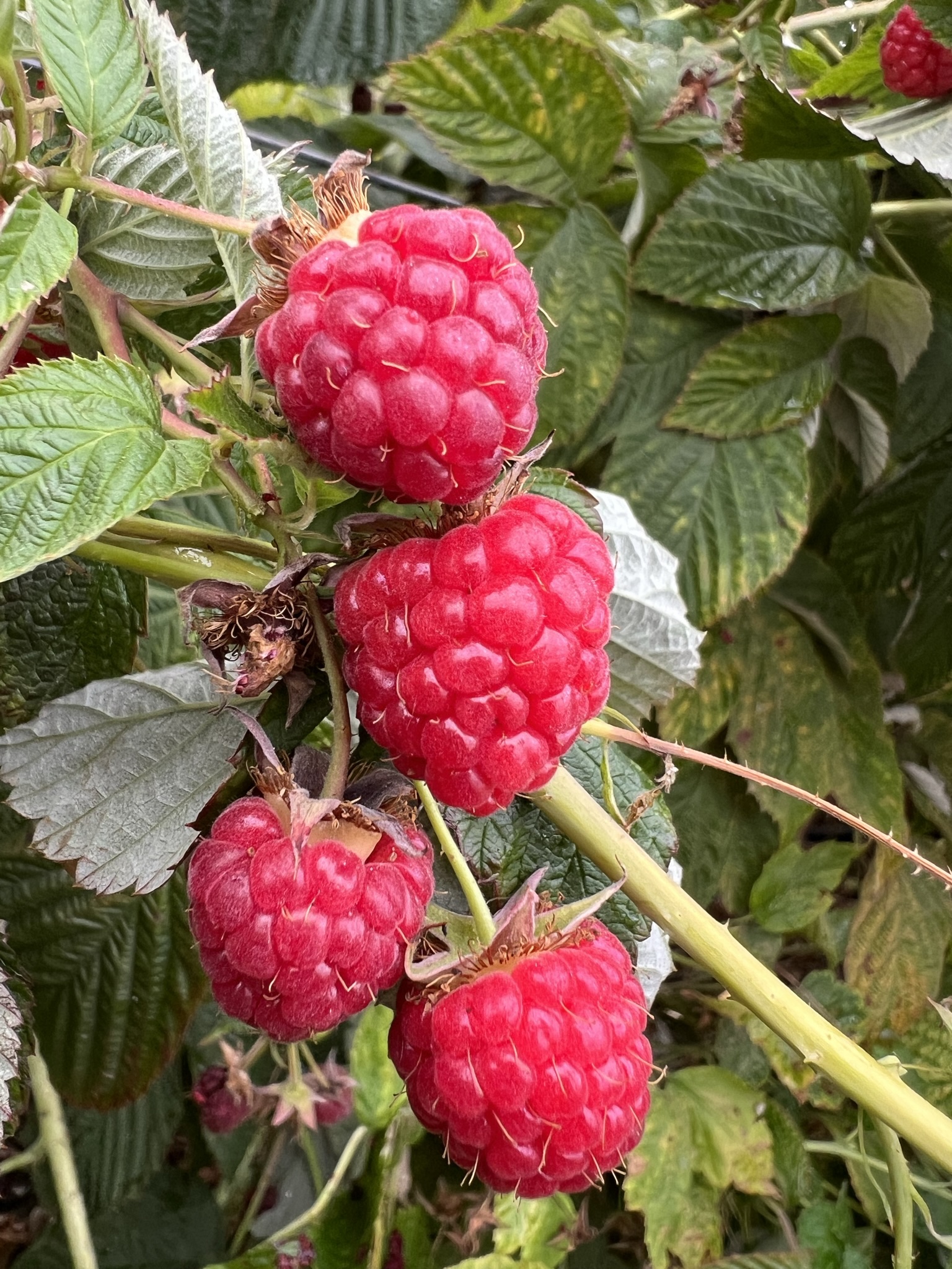 the breast like raspberry