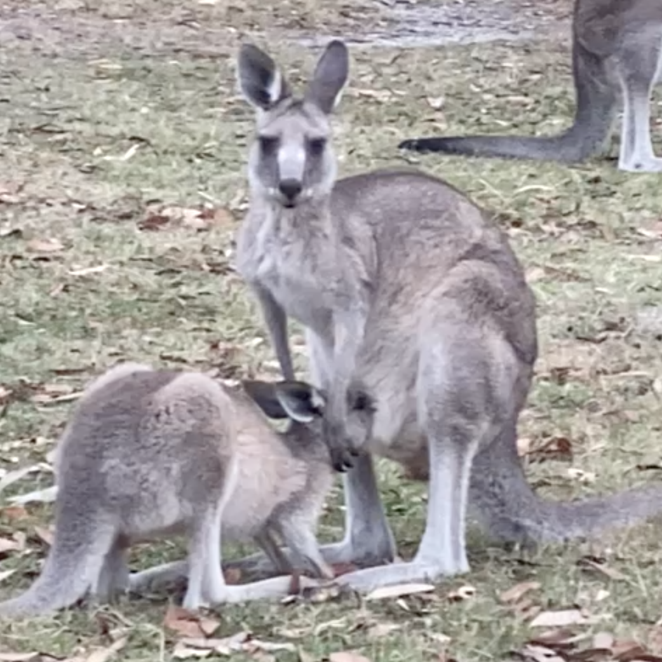 Kangaroo nursing