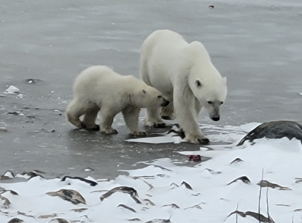 Polar bears nursing in Manitoba, Canada (Churchill Wildlife Management Area). Photo credit: Jolene
