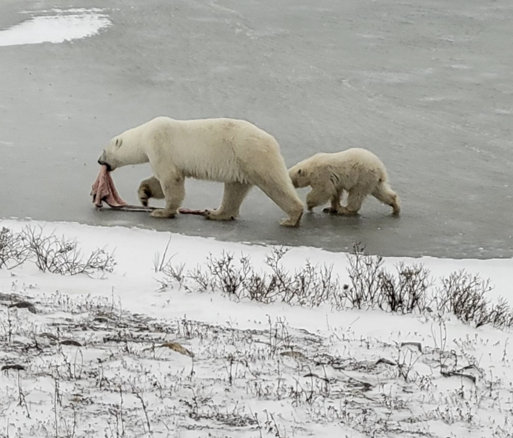 Polar bear mama and baby hunting