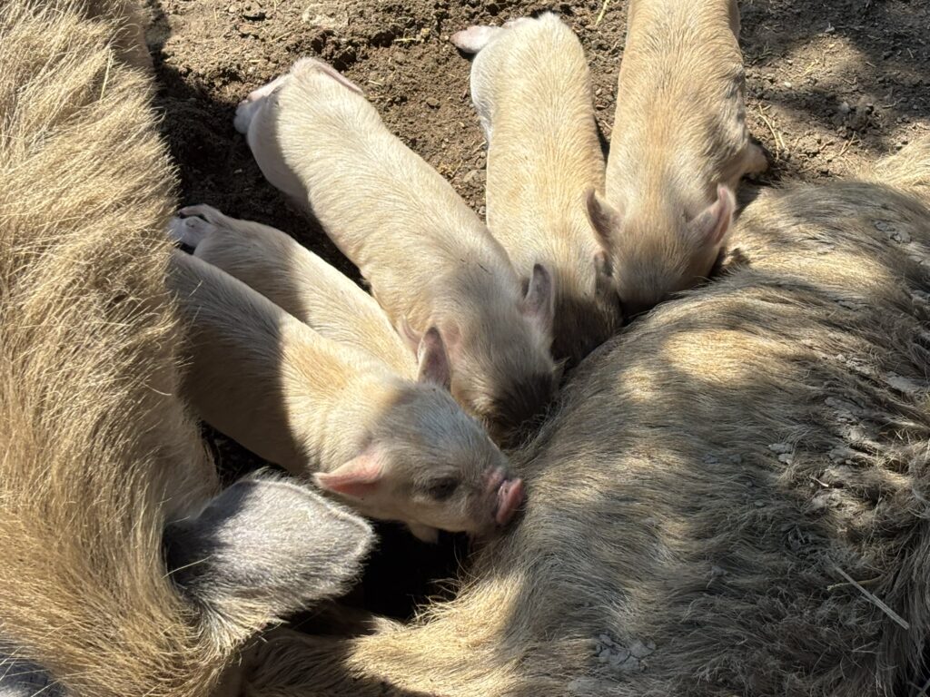 0F60C282 AA32 4B6C B511 BD56A38330BD 1 102 o