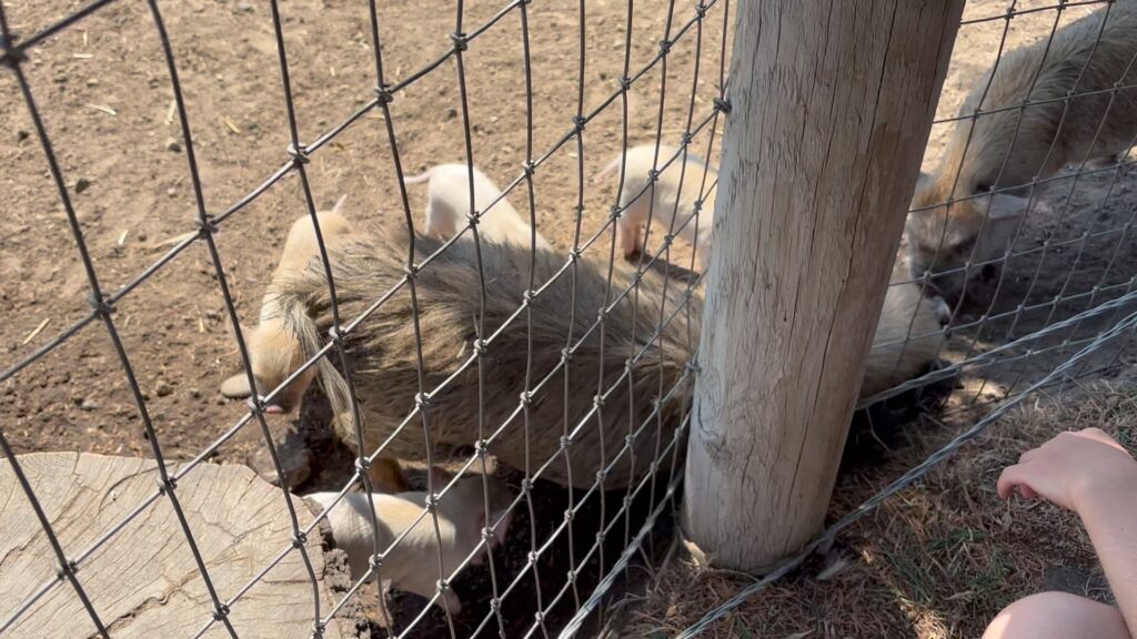 33F3F4F1 7583 410C B087 FE42B01F96A6 1 102 o