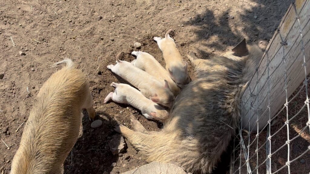 C2EA86A7 9DCB 4AEF 8A1B 93C05A760C74 1 102 o