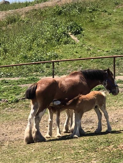 Clydesdale horses nursing in Cambria, CA